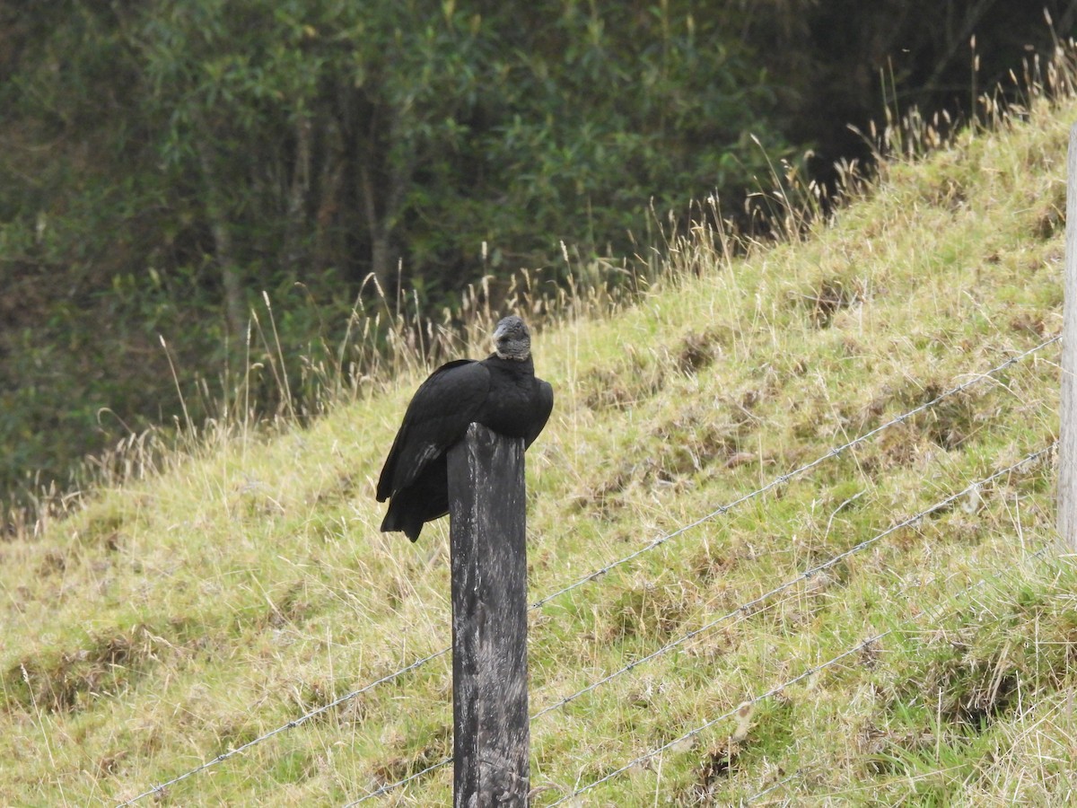 Black Vulture - ML643373065