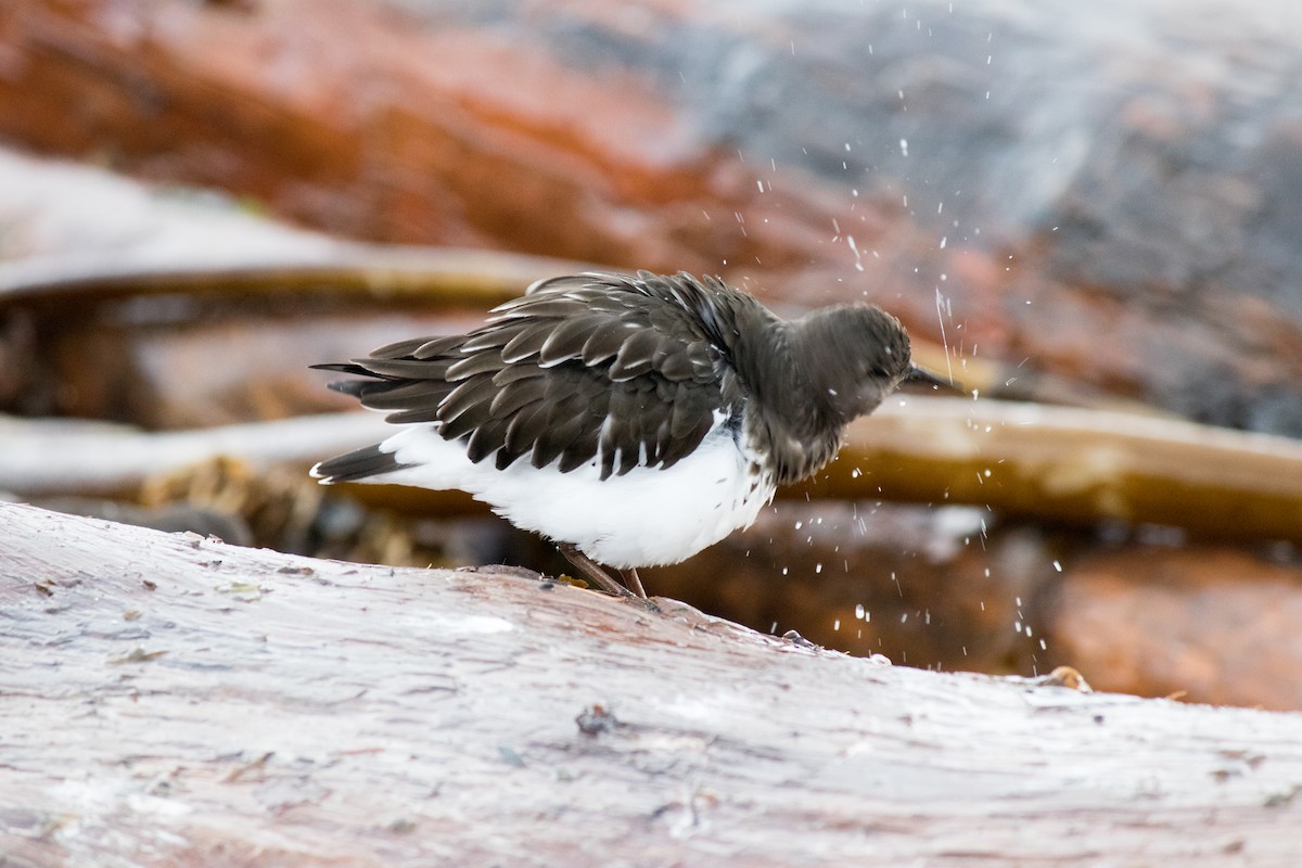 Black Turnstone - ML643373067