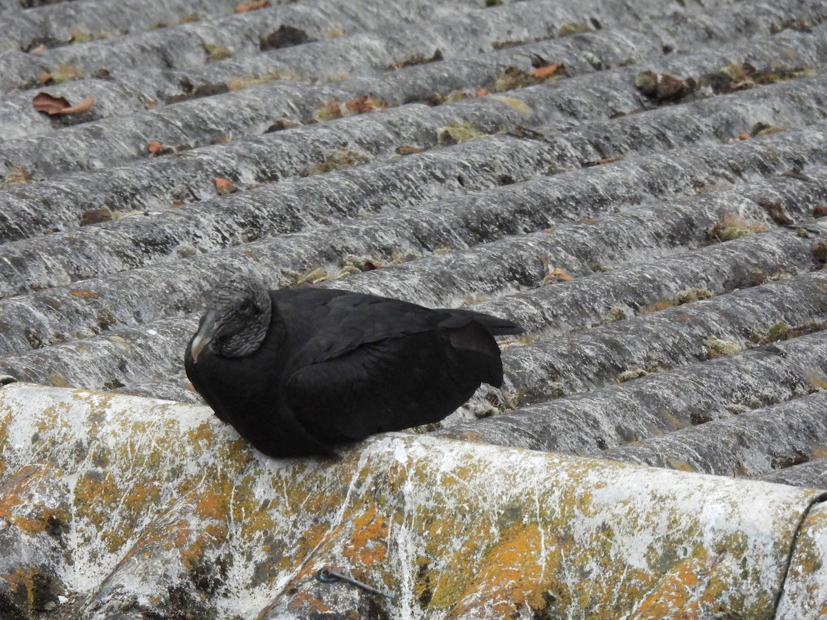 Black Vulture - ML643373075