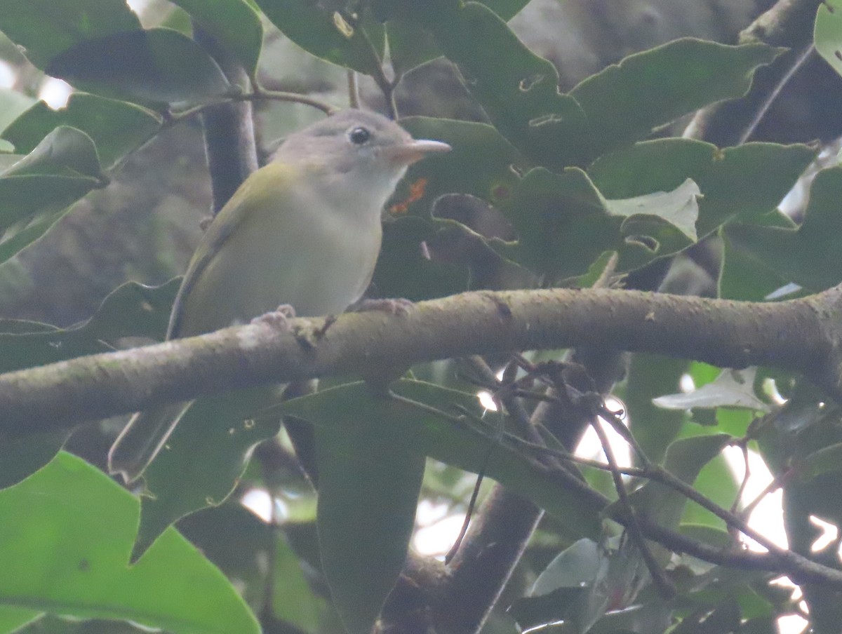 Lesser Greenlet - ML643373084