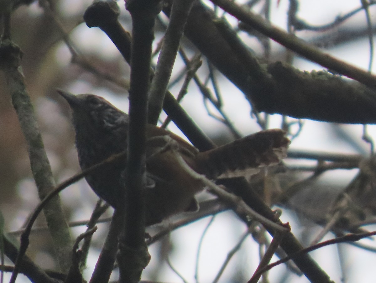 Spot-breasted Wren - ML643373087