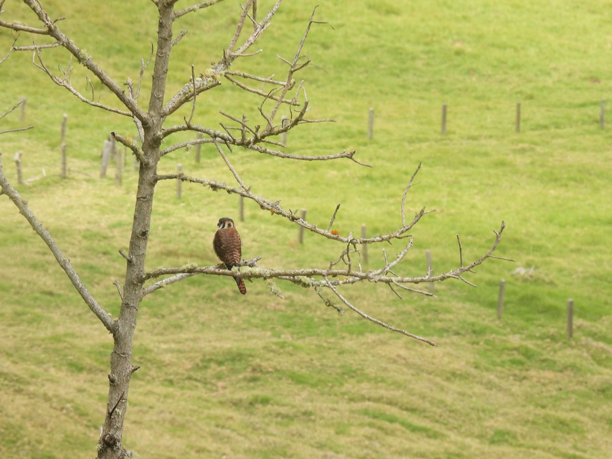 American Kestrel - ML643373091