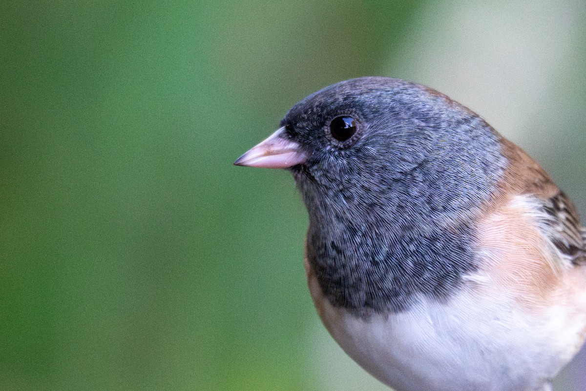 Dark-eyed Junco (Oregon) - ML643373092