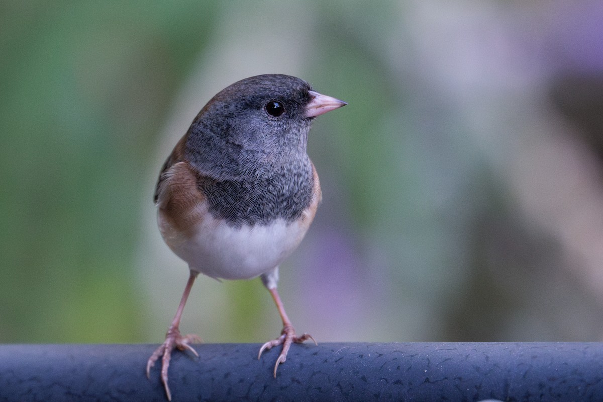Dark-eyed Junco (Oregon) - ML643373093