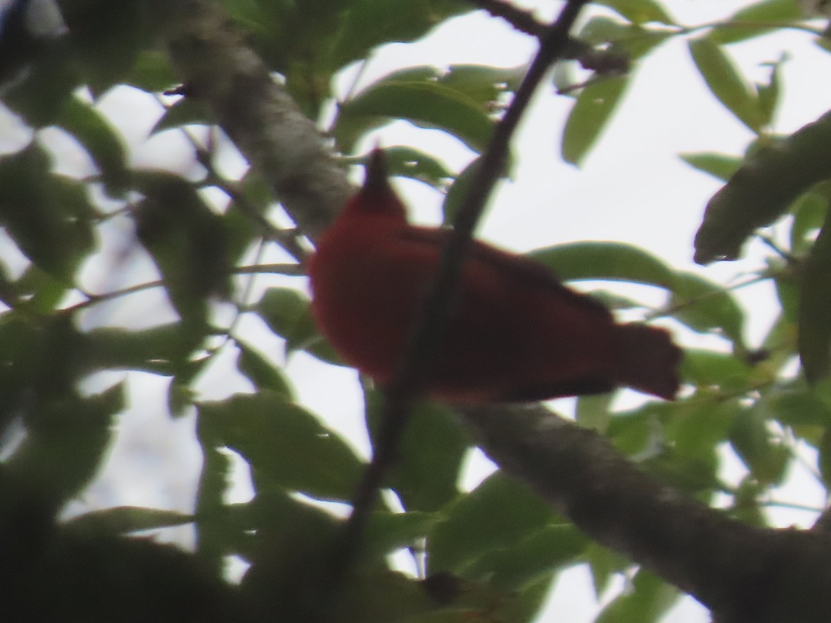 Summer Tanager - ML643373100