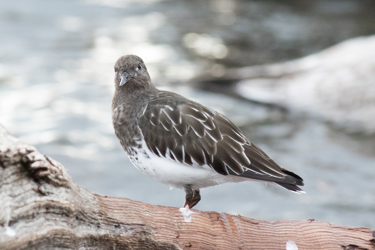Black Turnstone - ML643373103