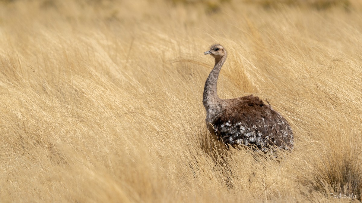 Lesser Rhea - ML643373104