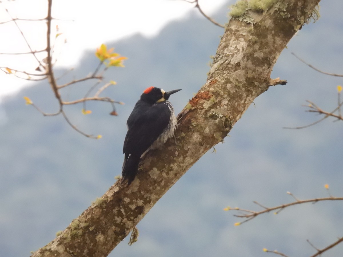 Acorn Woodpecker - ML643373110