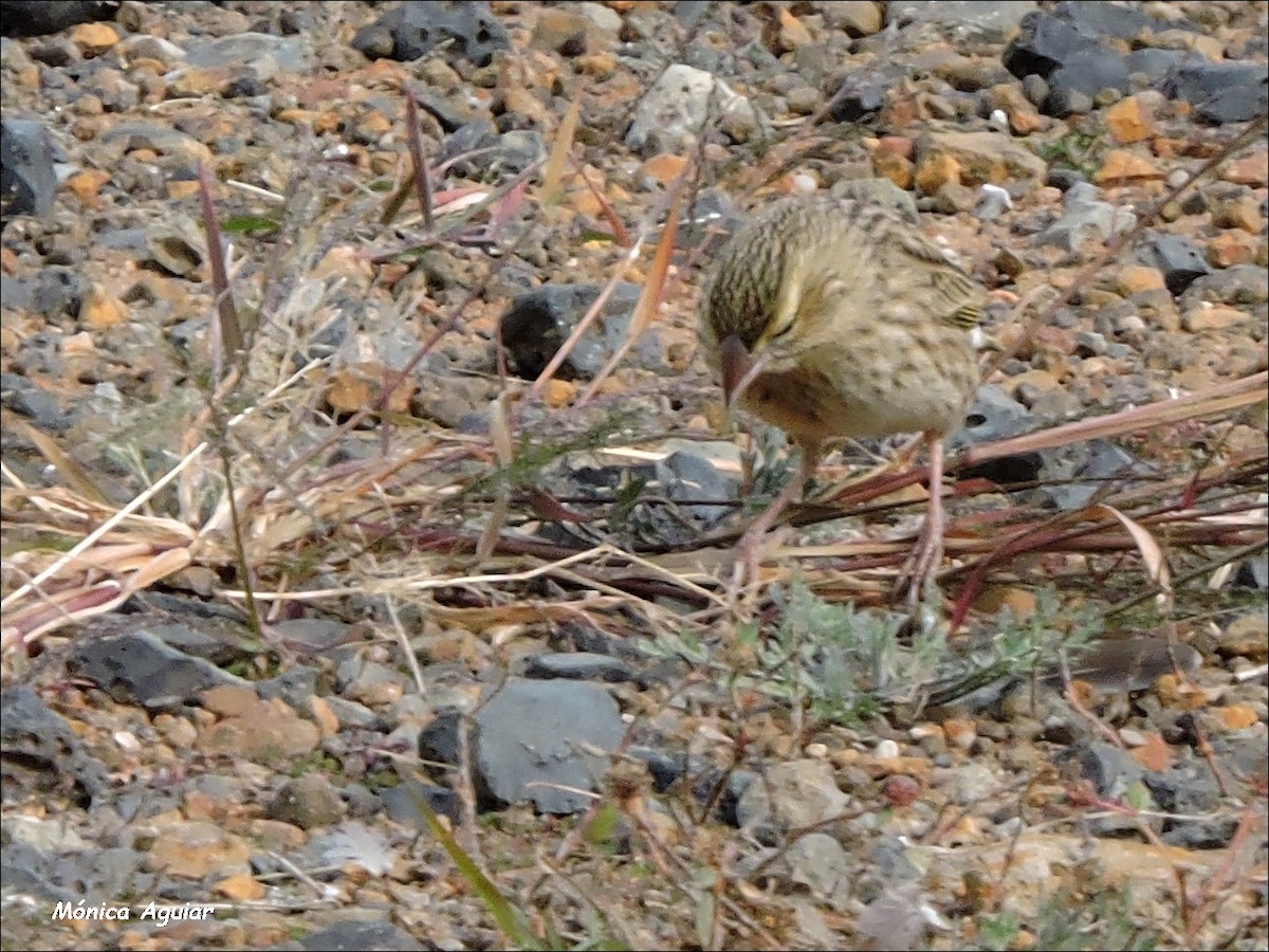 Southern Red Bishop - ML643373111