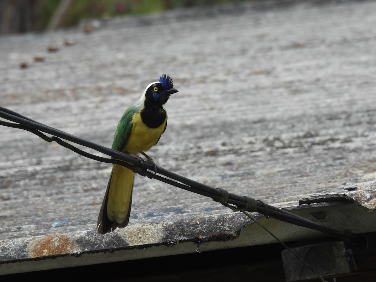 Green Jay - ML643373122