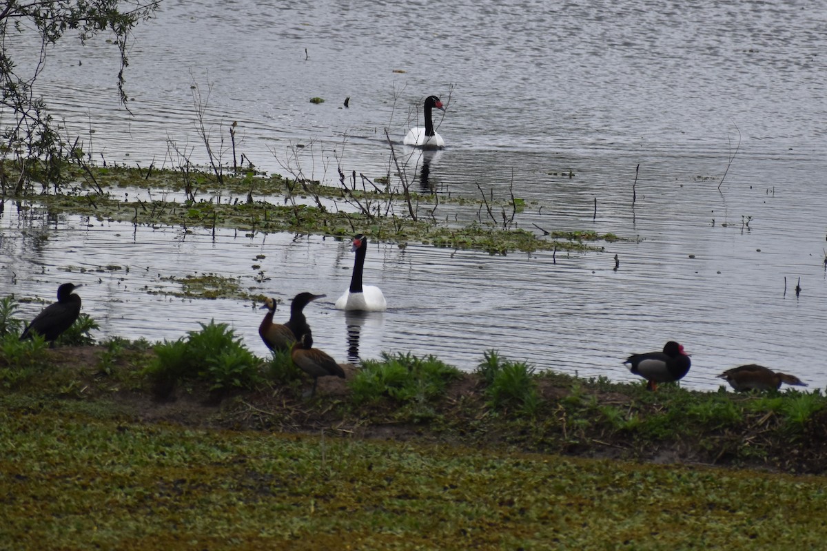Black-necked Swan - ML643373141