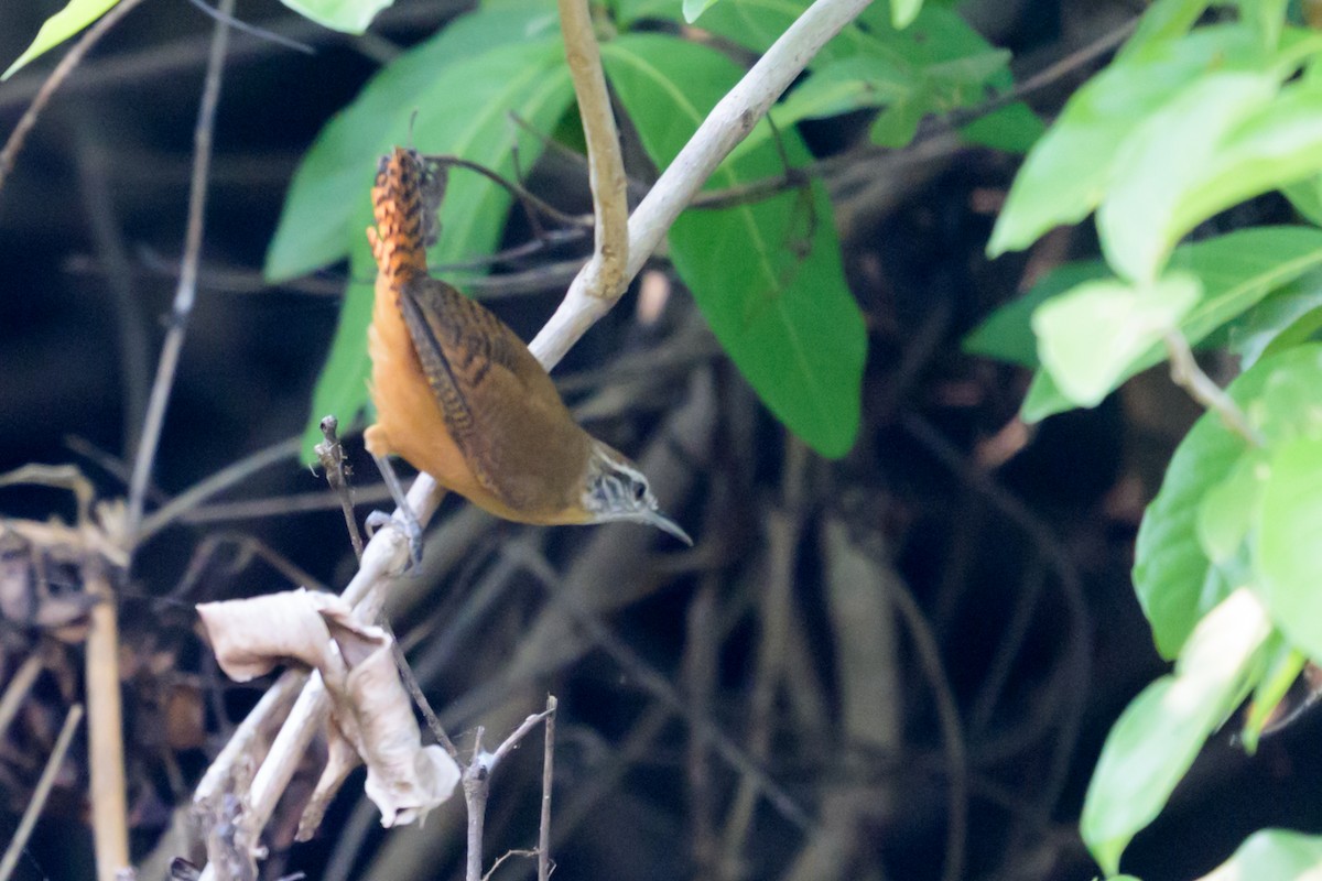 Buff-breasted Wren - ML643373158