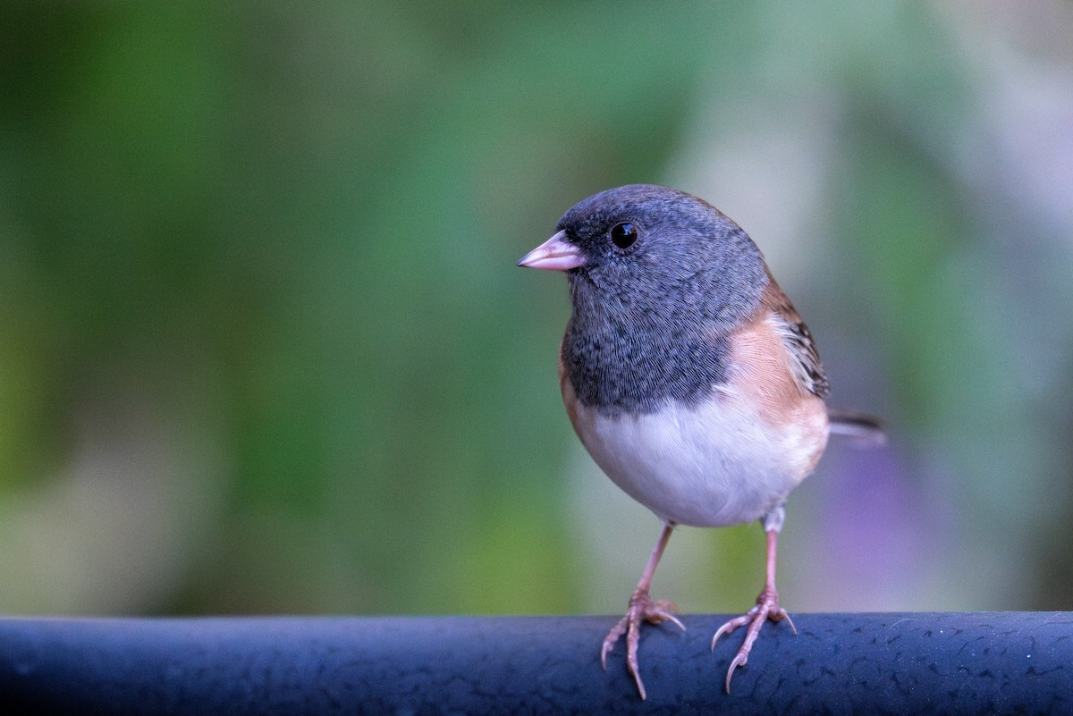 Dark-eyed Junco (Oregon) - ML643373197