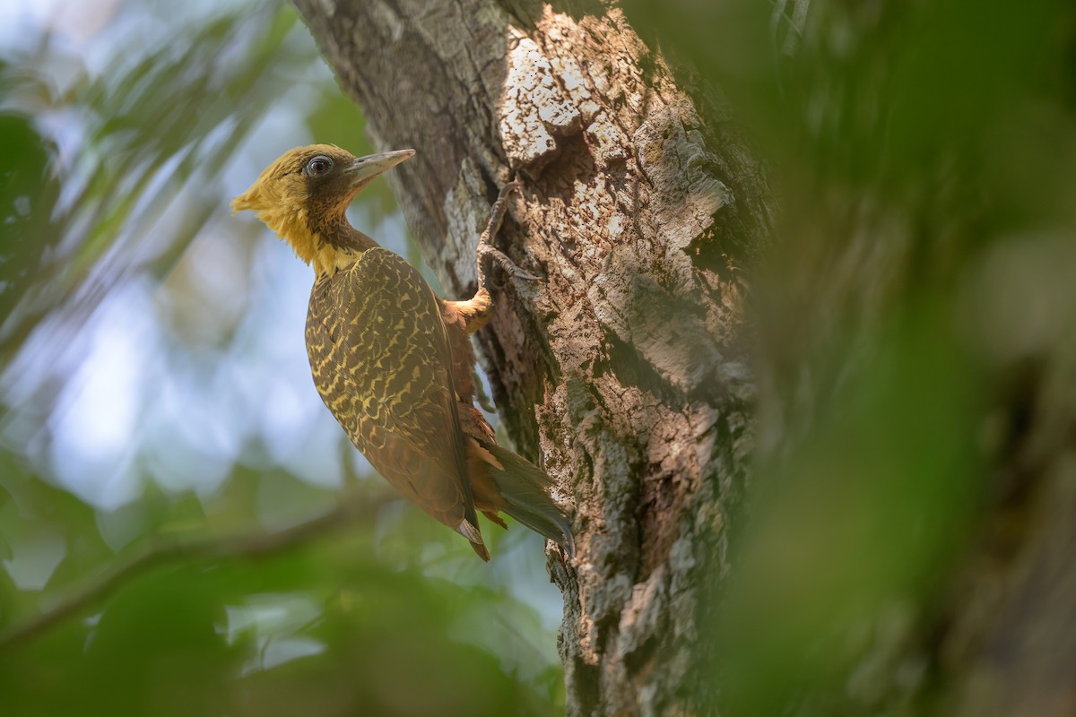 Pale-crested Woodpecker - ML643373230