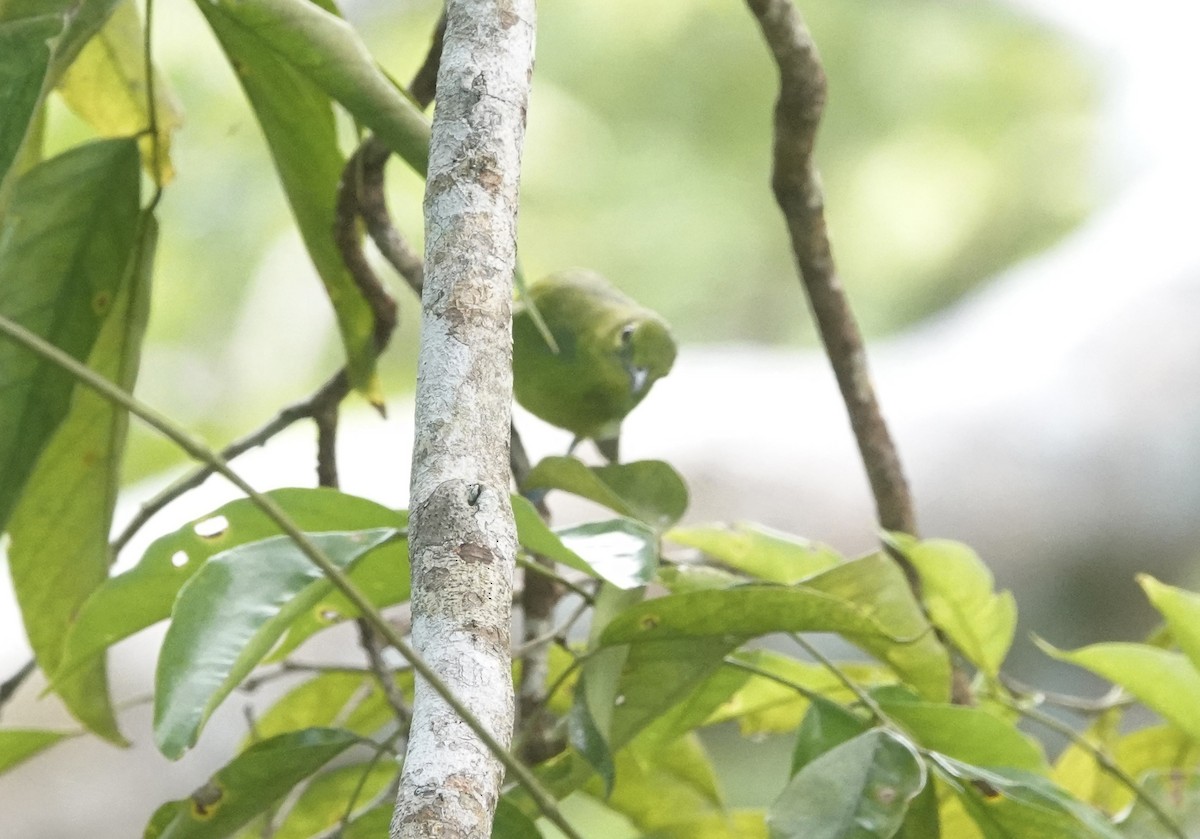 Lesser Green Leafbird - ML643373239