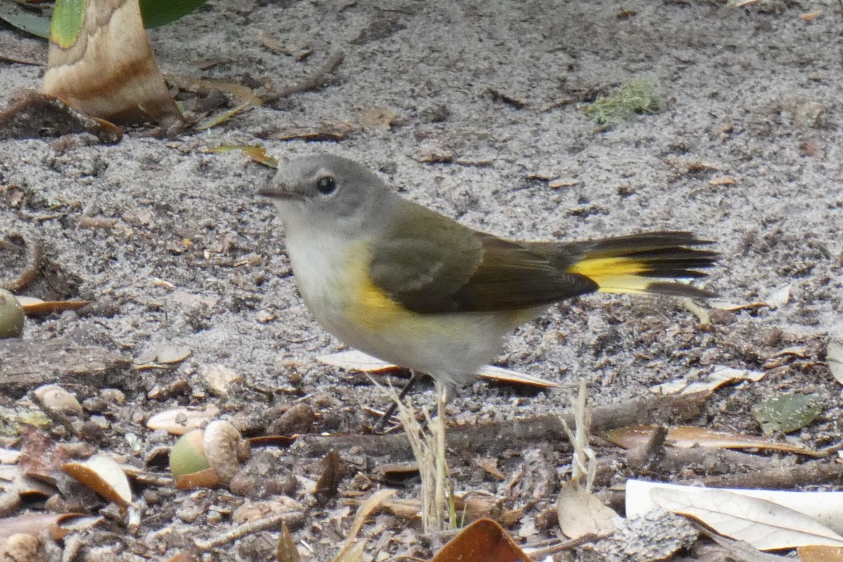 American Redstart - ML643373243
