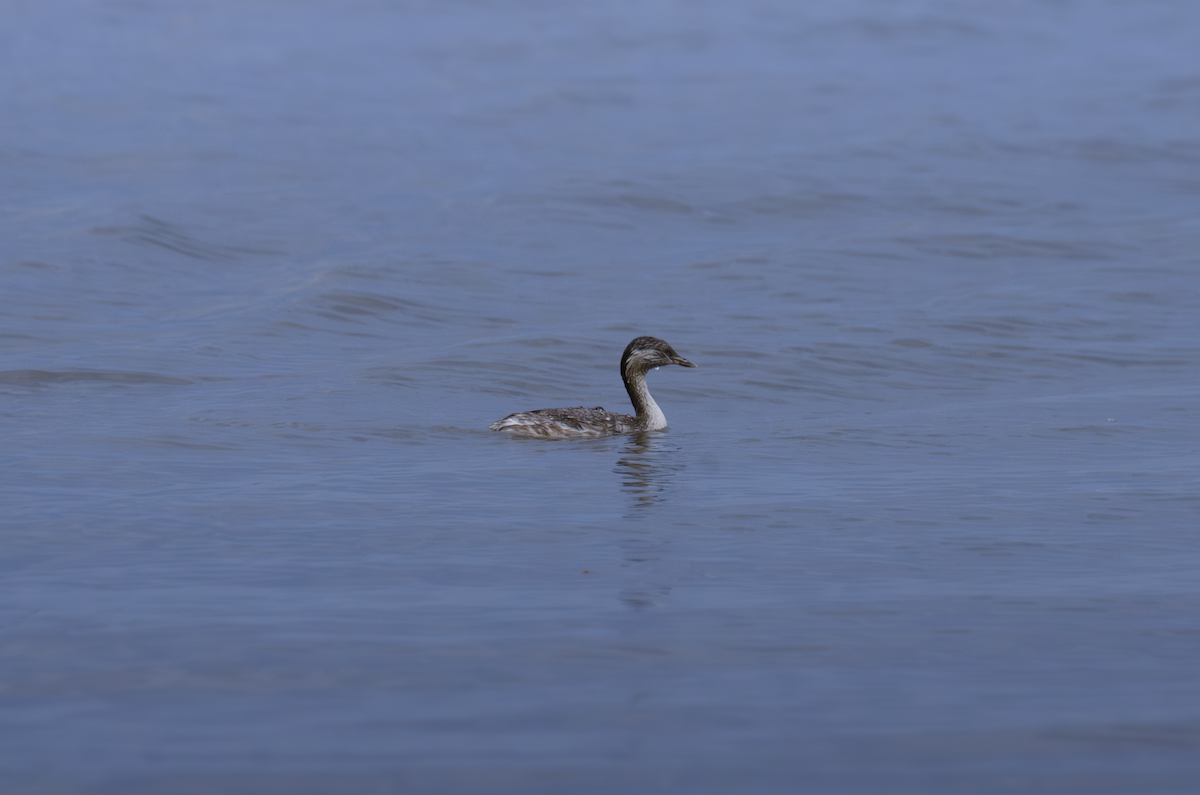 Hoary-headed Grebe - ML643373258