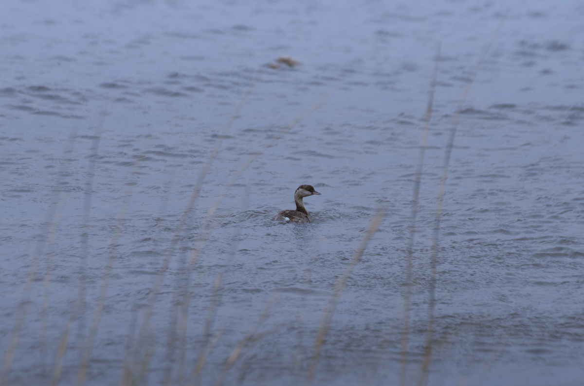 Hoary-headed Grebe - ML643373259