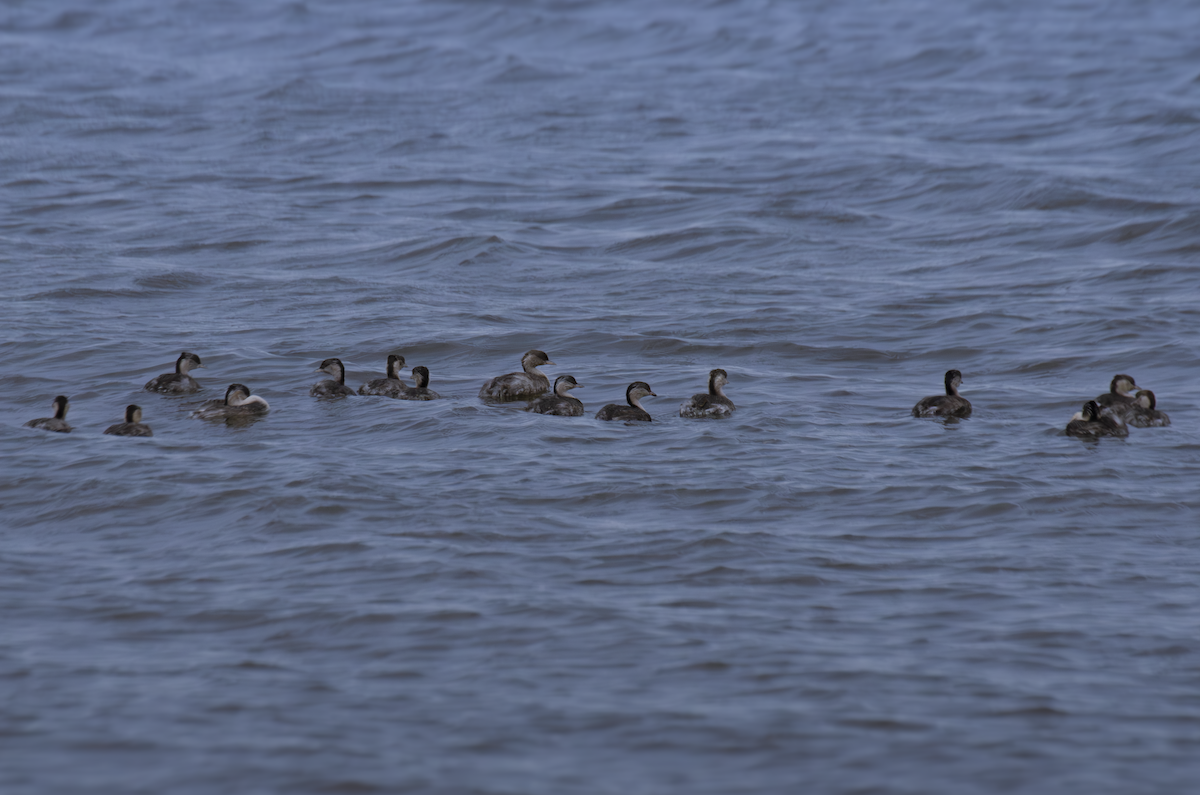 Hoary-headed Grebe - ML643373261
