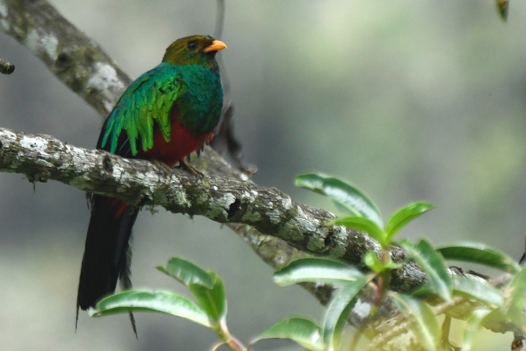 Golden-headed Quetzal - ML643373262