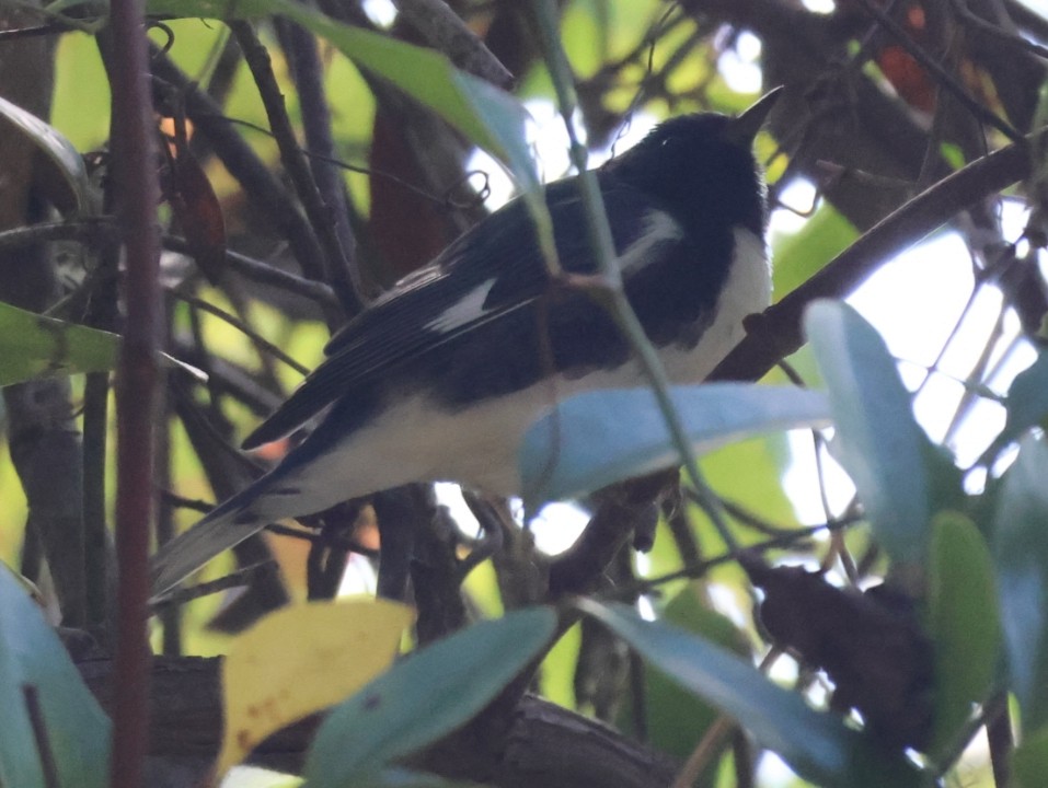 Black-throated Blue Warbler - ML643373264