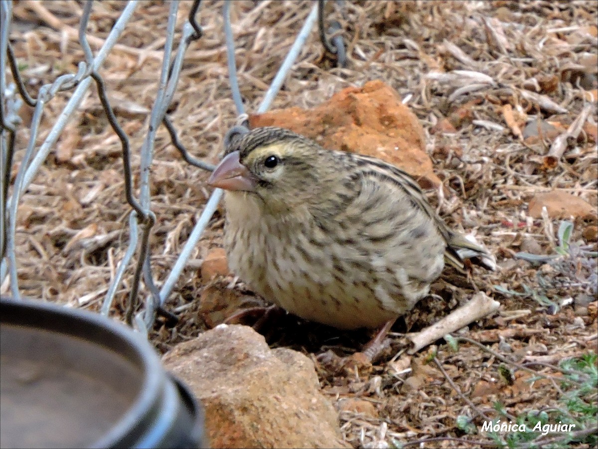 Southern Red Bishop - ML643373271