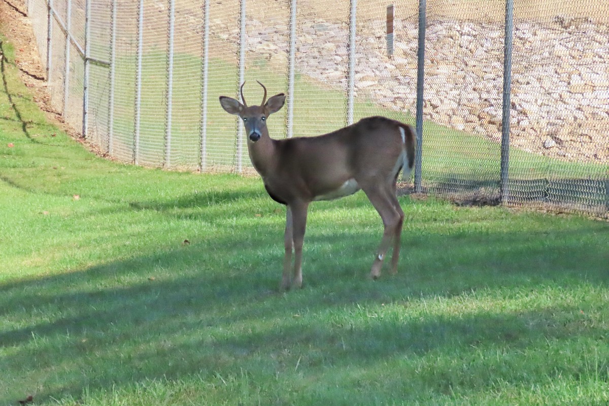 White-tailed Deer - ML643373275