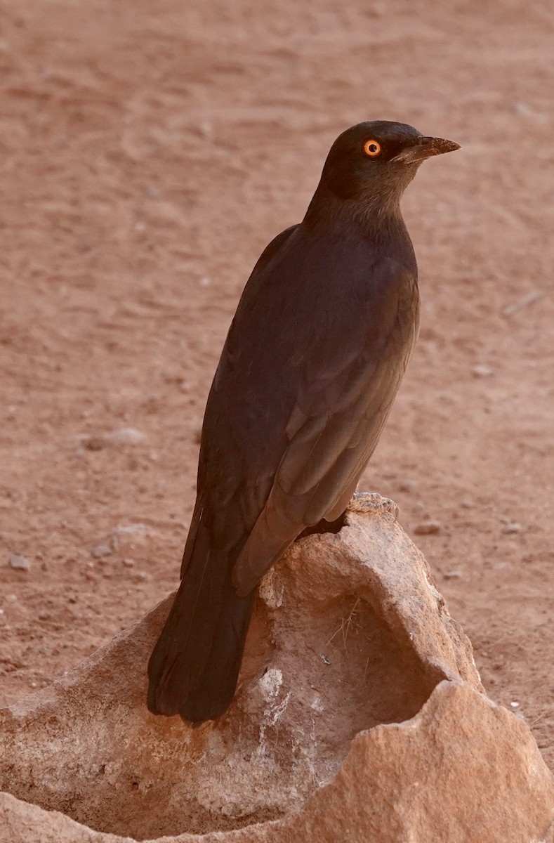 Pale-winged Starling - ML643373286