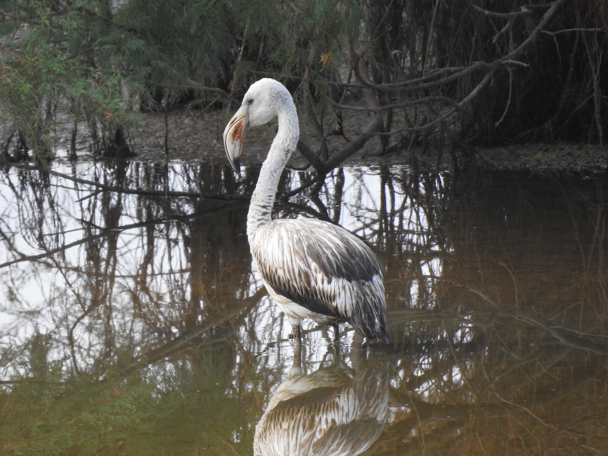 Greater Flamingo - ML643373321