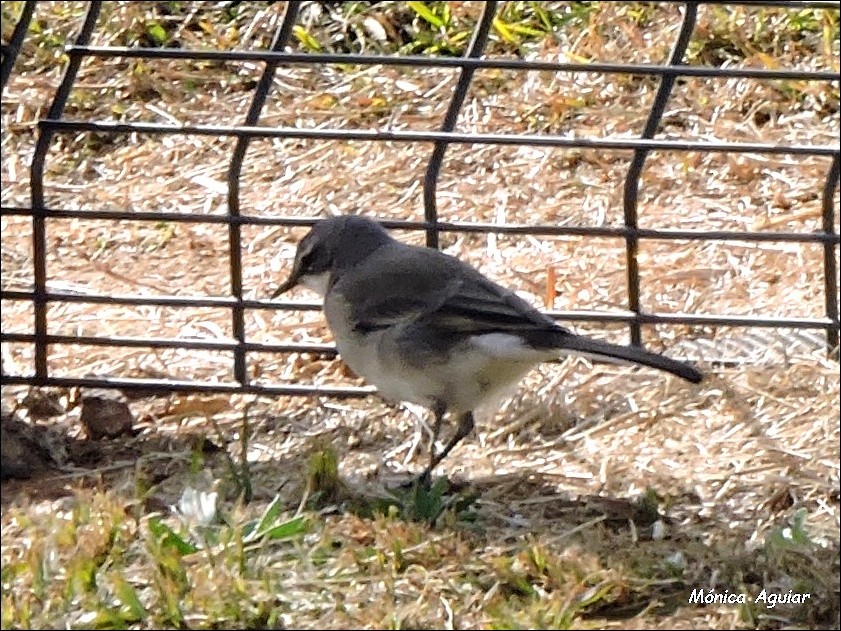 Cape Wagtail - ML643373328