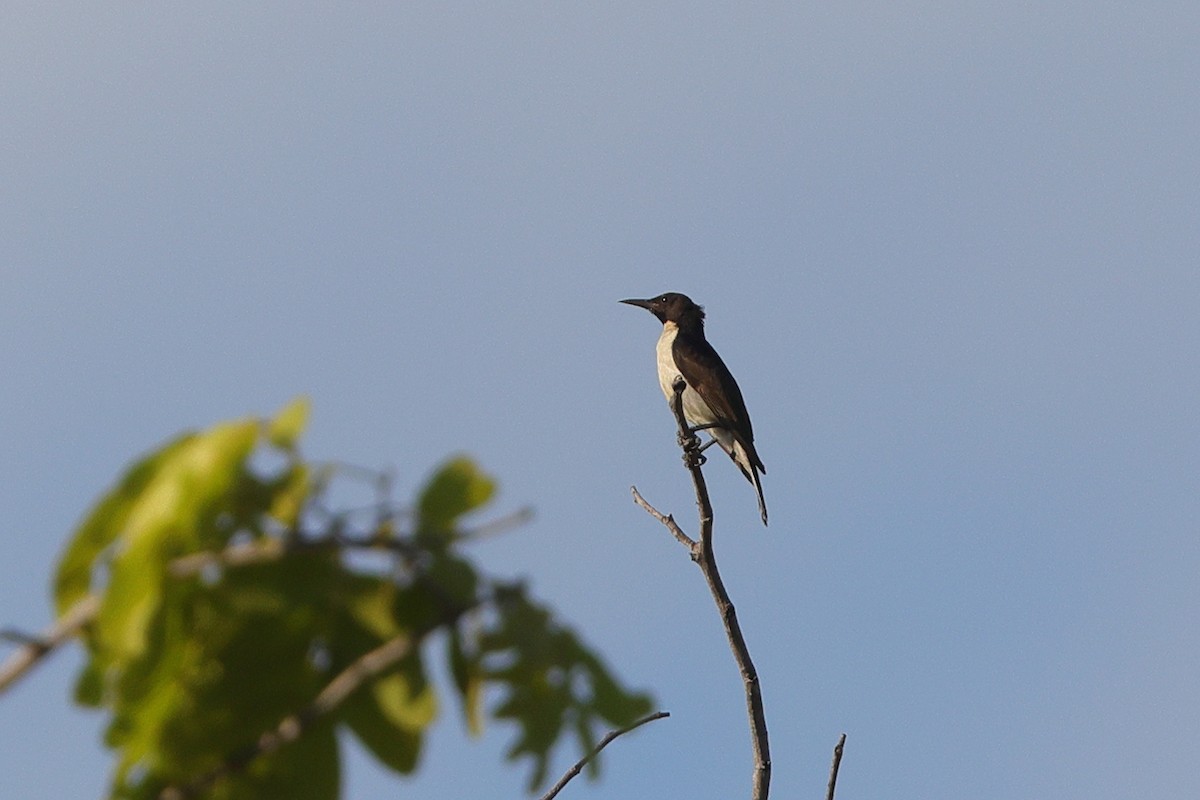 Suimanga Violeta - ML643373331