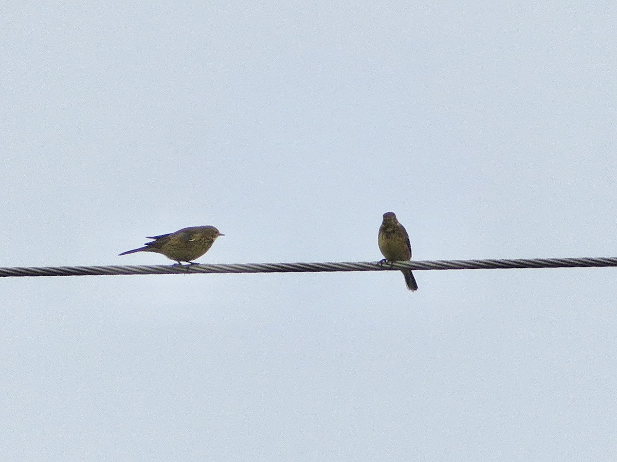 American Pipit - ML643373343