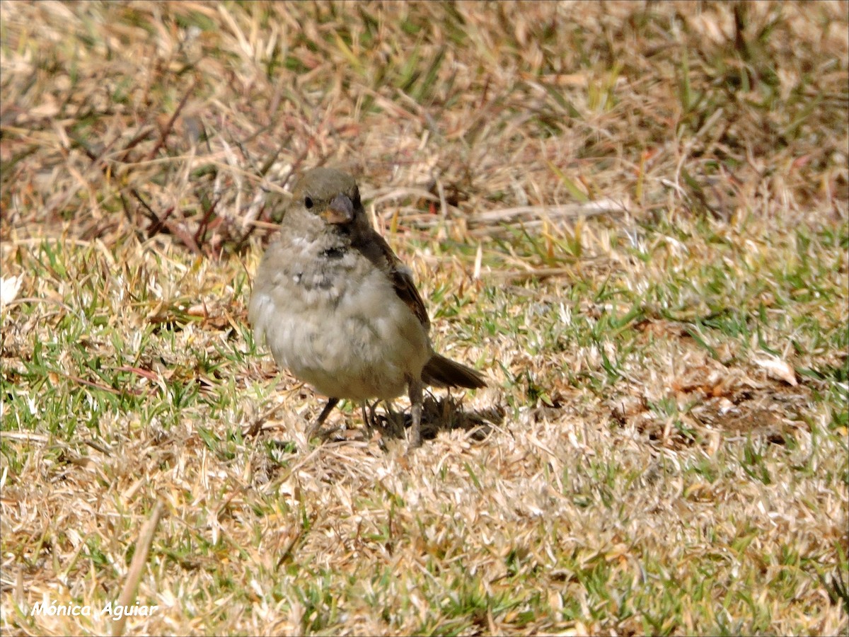 Southern Gray-headed Sparrow - ML643373344