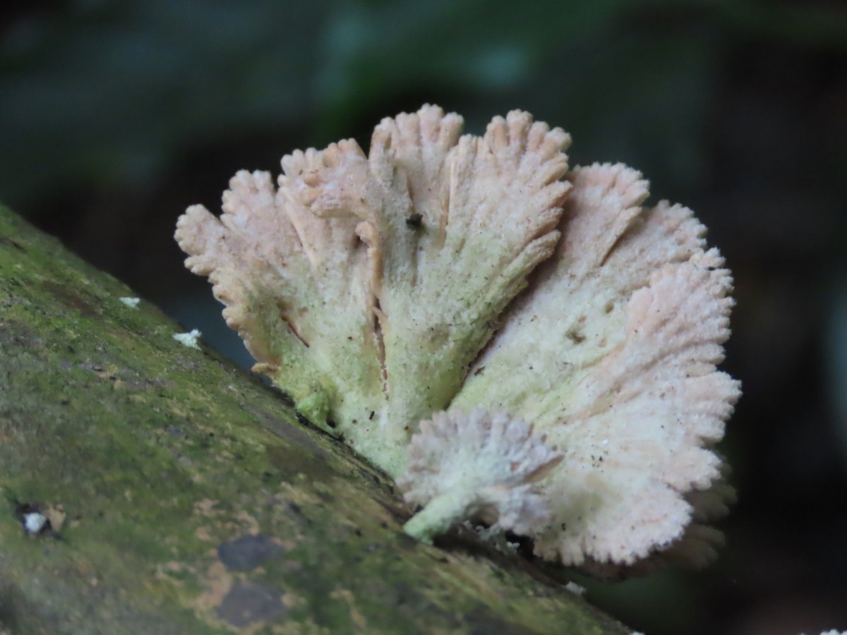 Animals - ML643373346