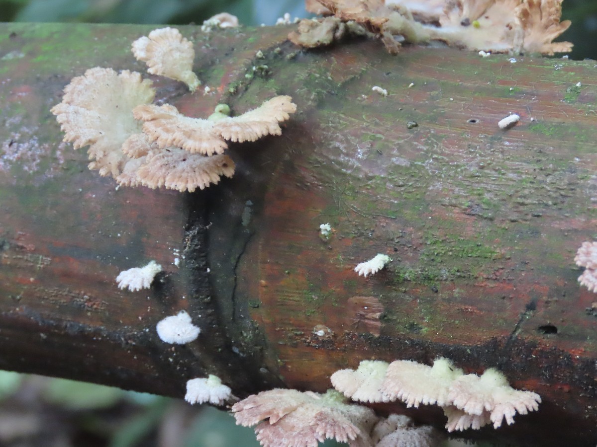 Animals - ML643373347