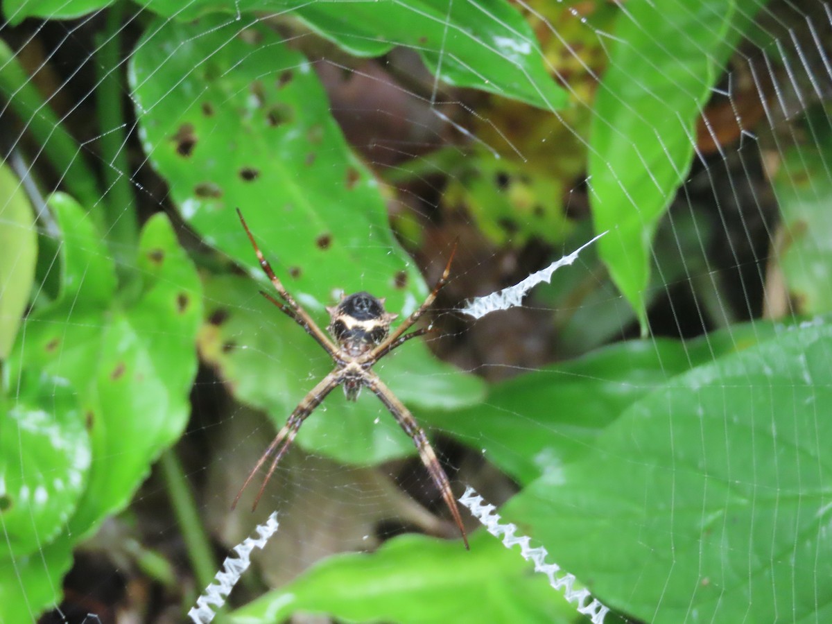 Arachnids - ML643373350