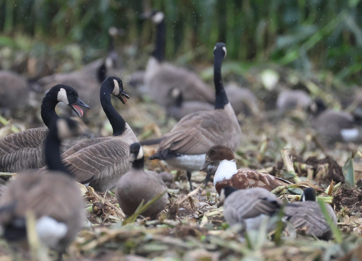 雑種 ノバリケン ｘ マガモ - ML643373354
