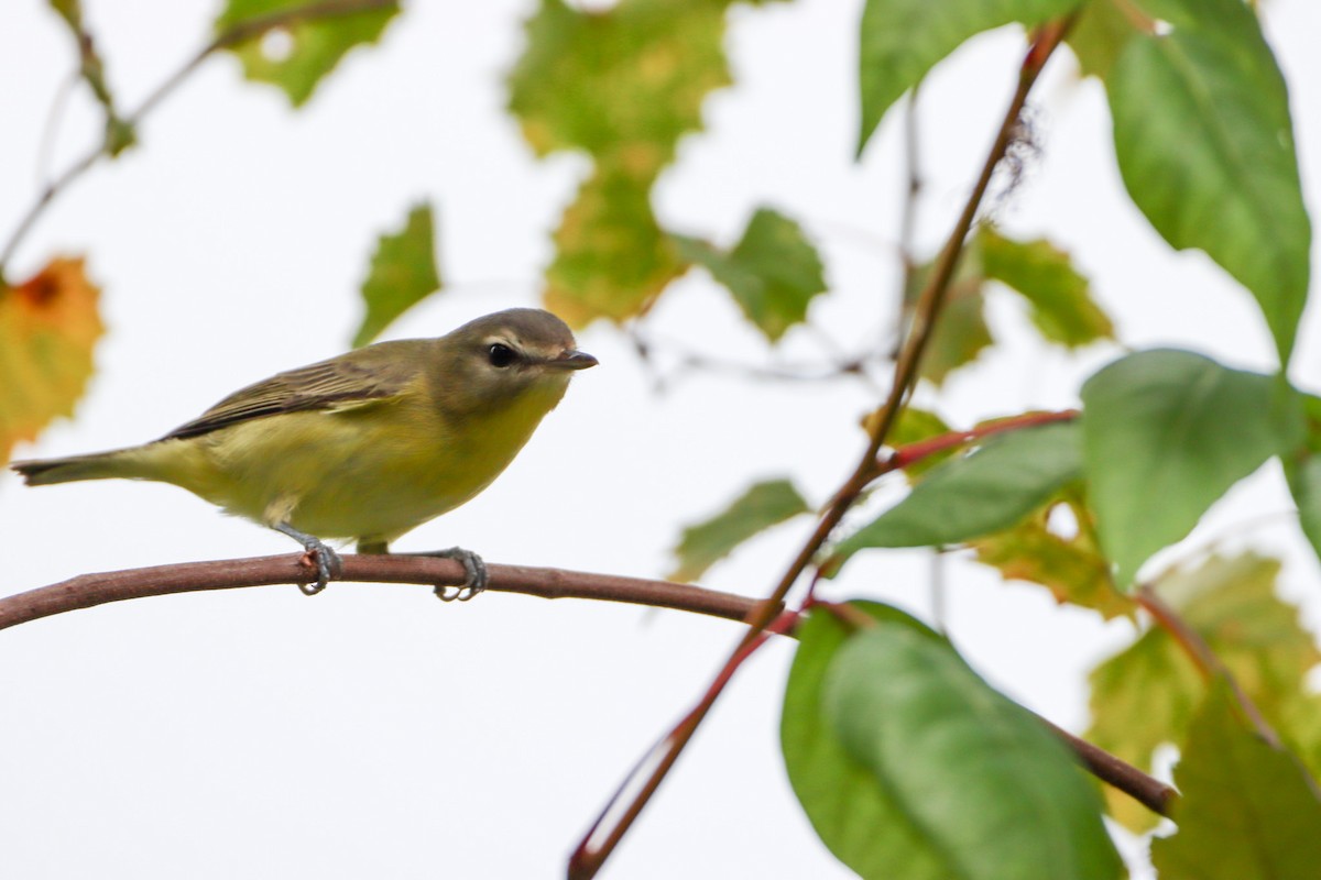 Philadelphia Vireo - ML643373356