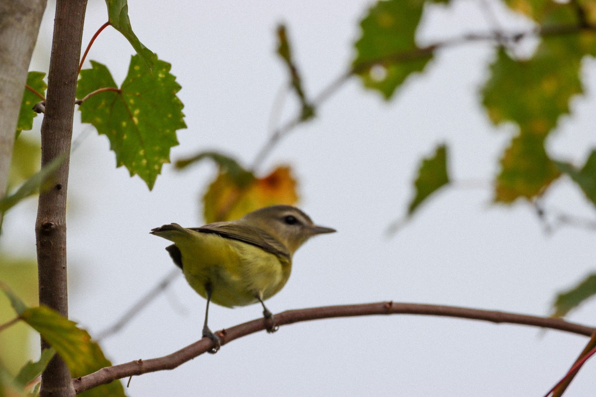 Philadelphia Vireo - ML643373357