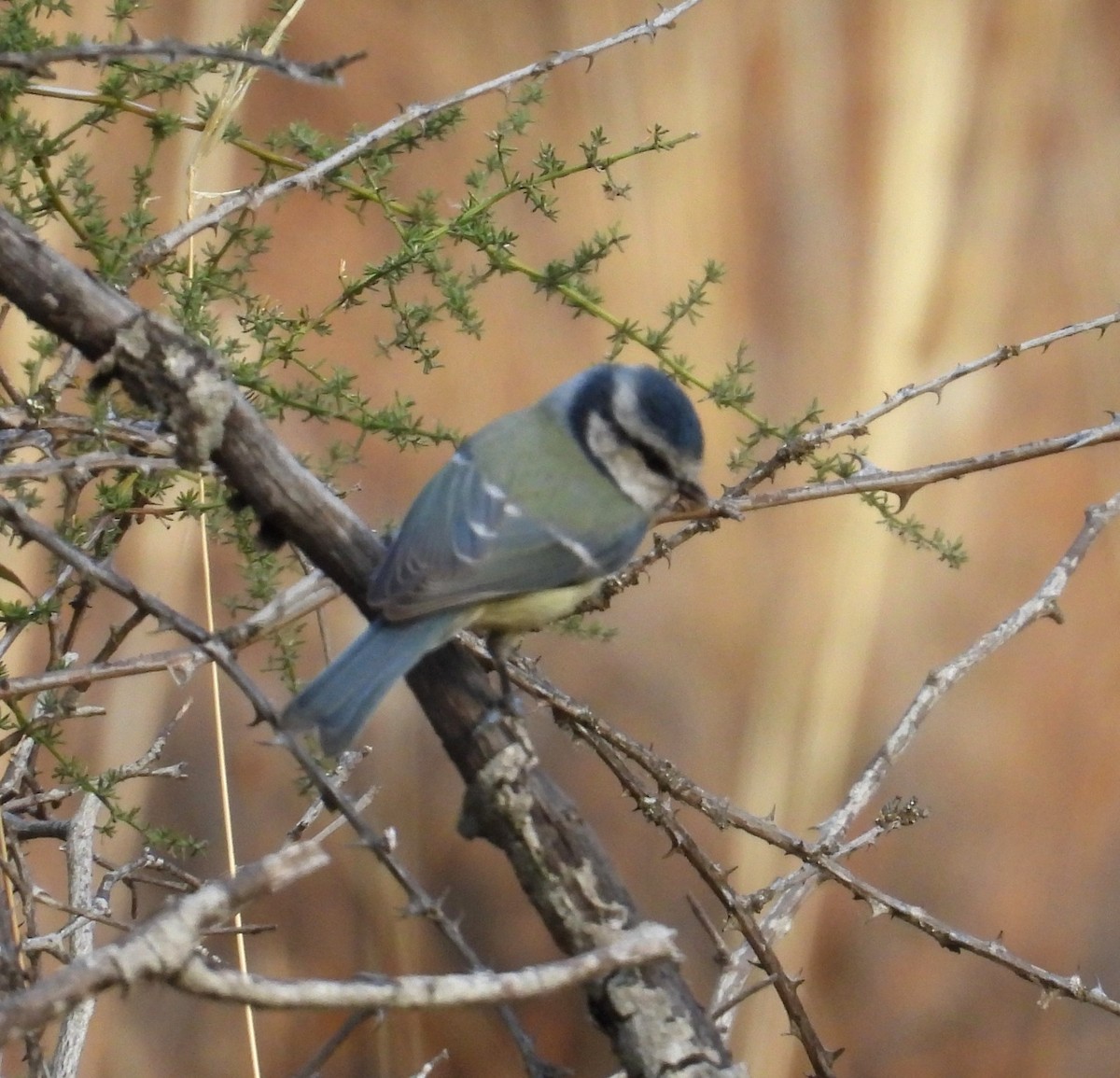 Eurasian Blue Tit - ML643373361