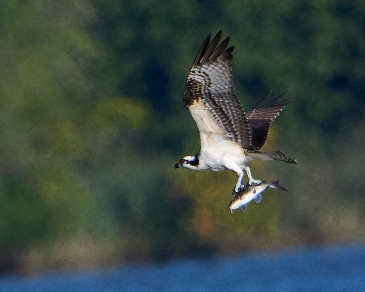 Falco pescatore - ML643373363