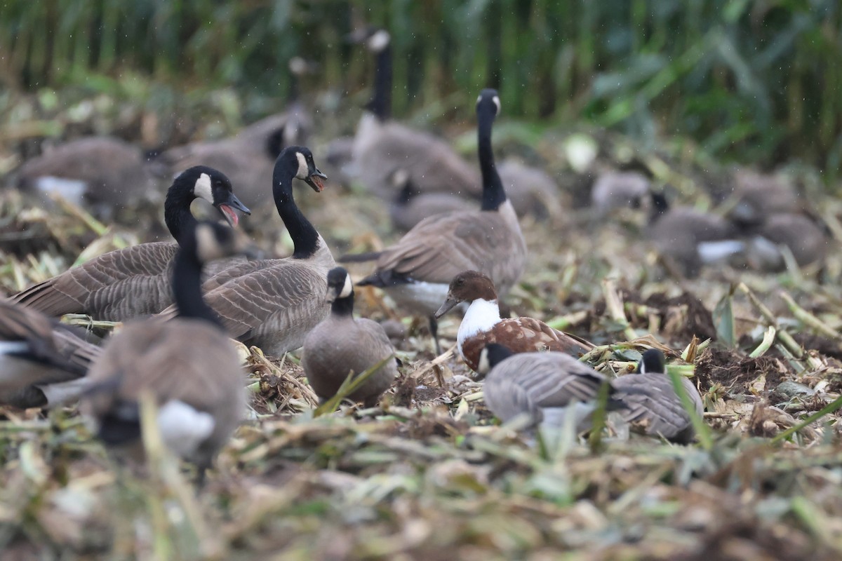 雑種 ノバリケン ｘ マガモ - ML643373369