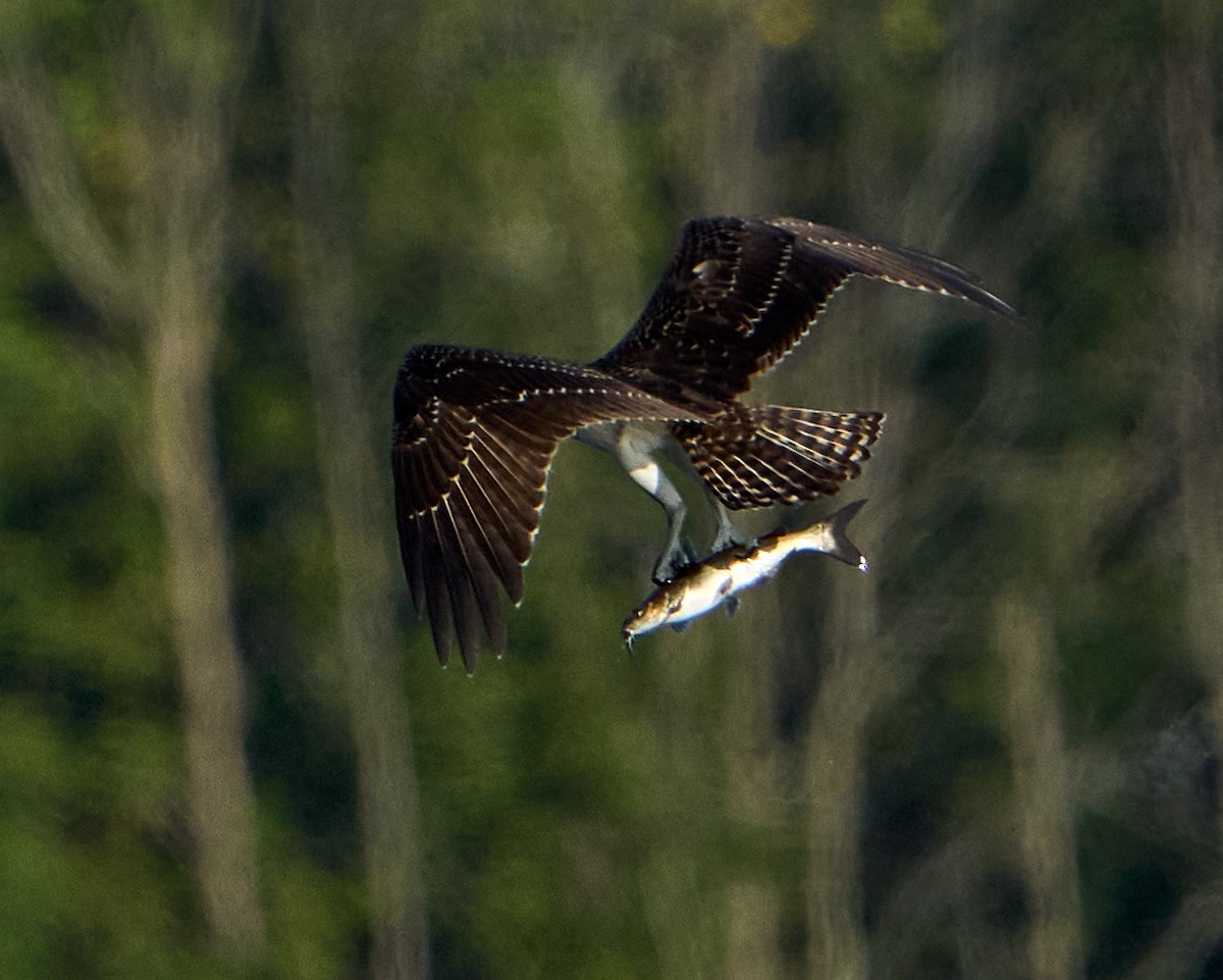 Falco pescatore - ML643373371