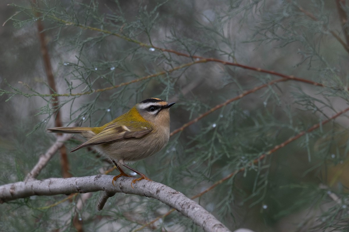 マミジロキクイタダキ - ML643373372