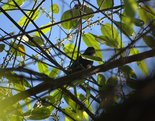 Cuban Bullfinch - ML643373377