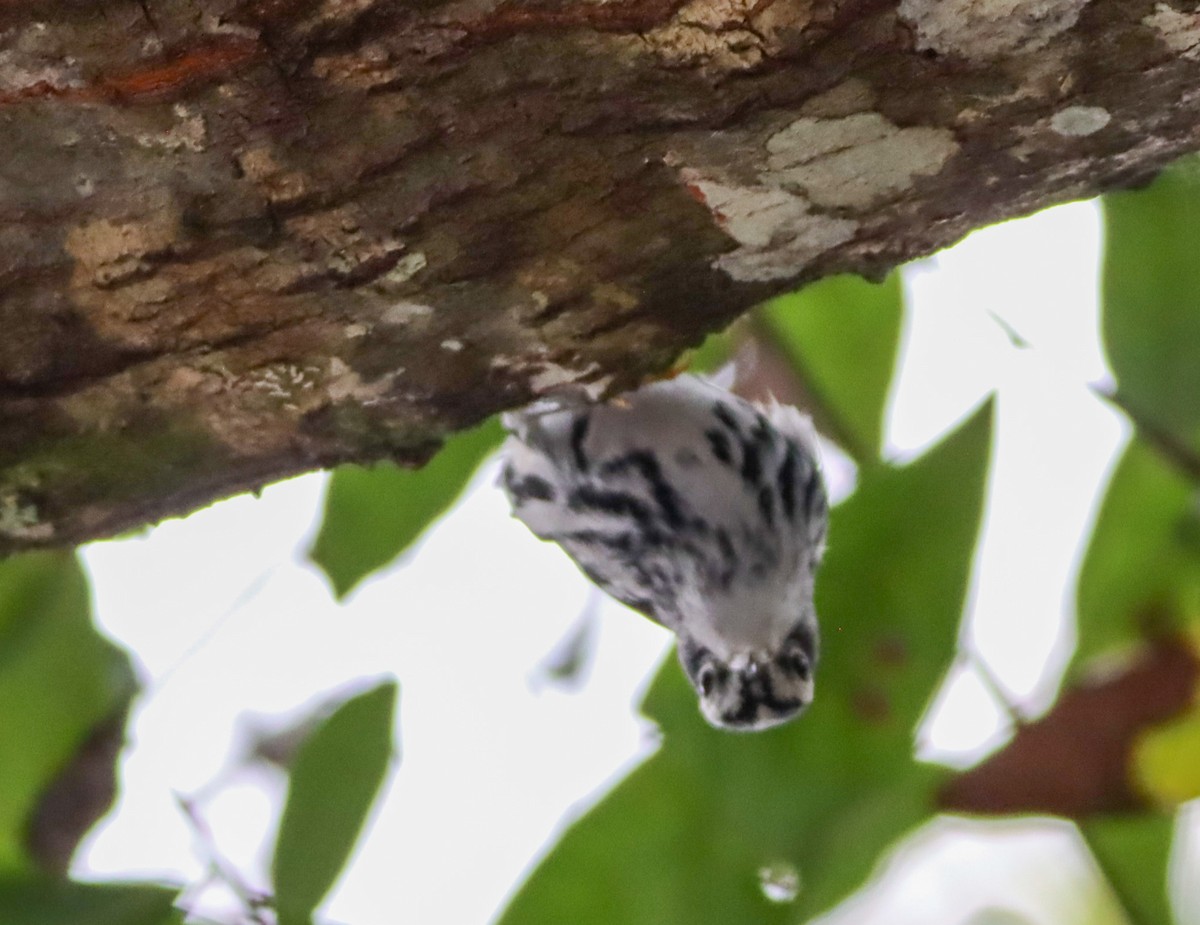 Black-and-white Warbler - ML643373393