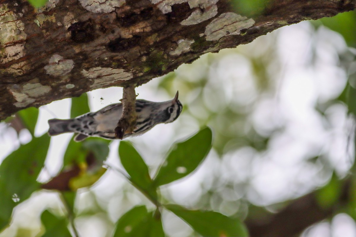 Black-and-white Warbler - ML643373394