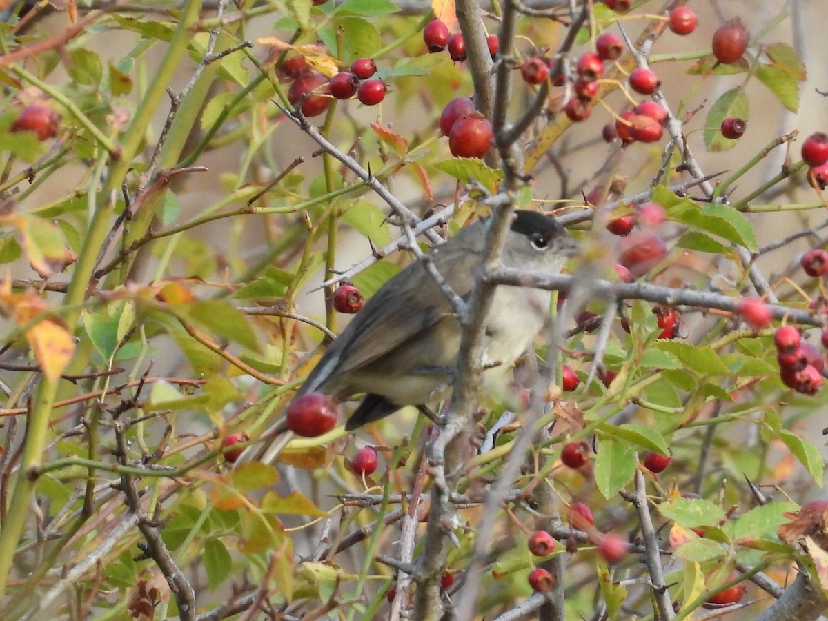 Eurasian Blackcap - ML643373398