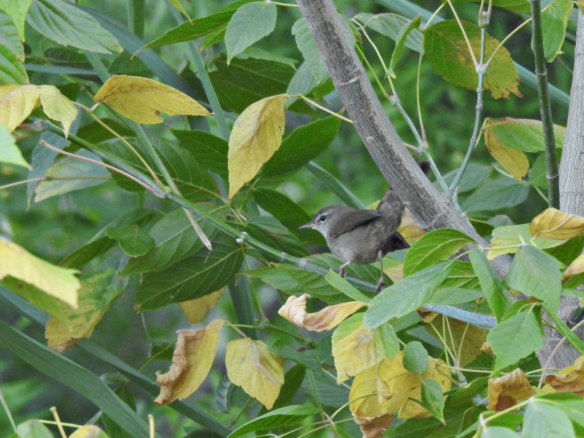 Cetti's Warbler - ML643373402