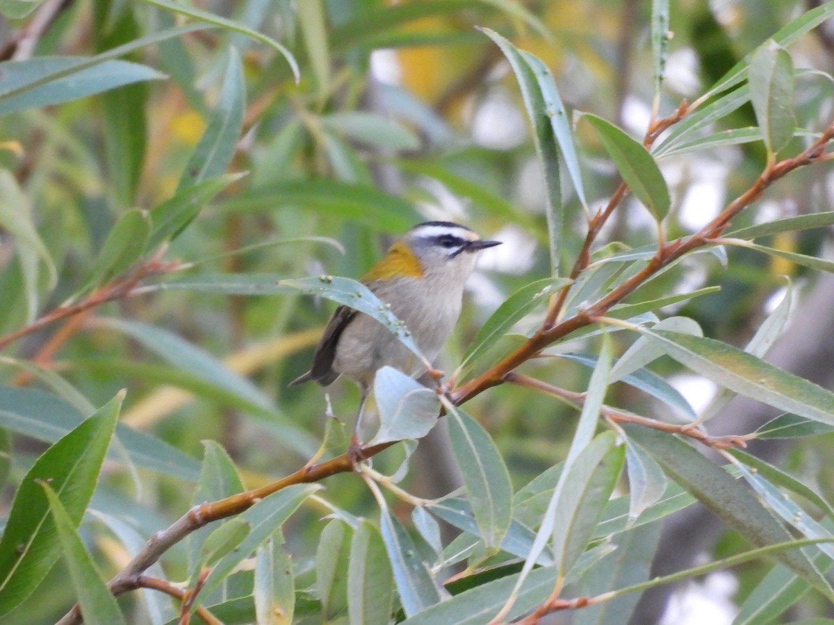 Common Firecrest - ML643373403